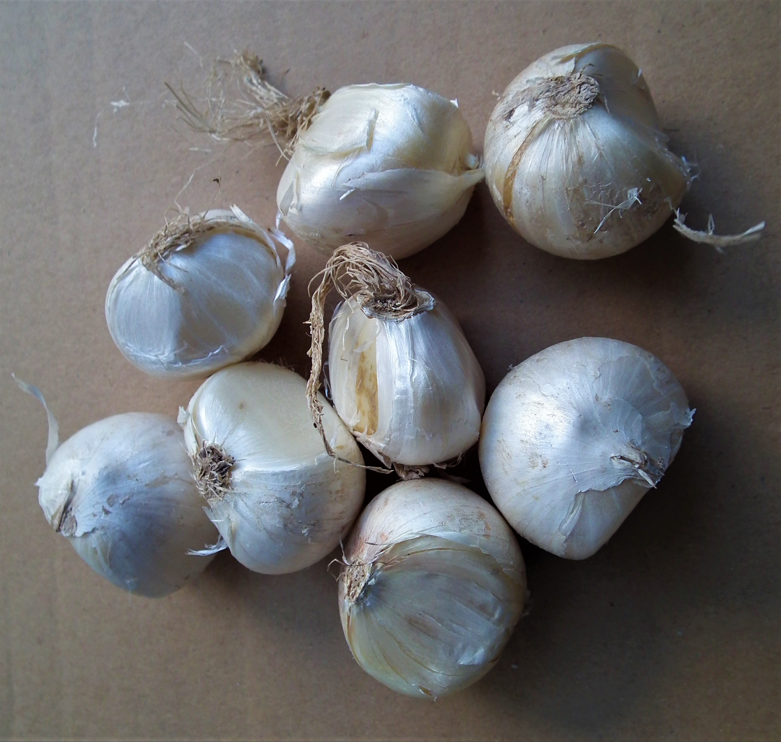 allium bulbs (2).jpg